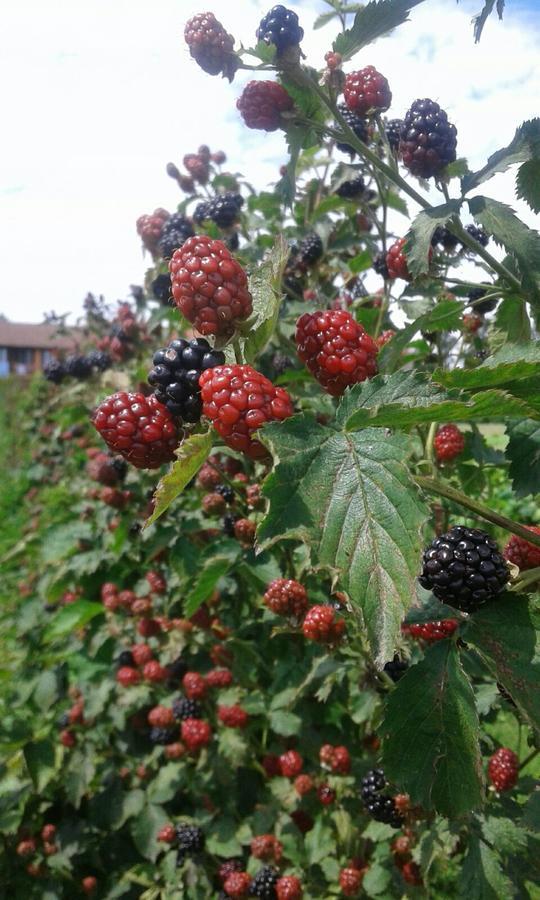 Agriturismo Cascina Aguzza Оледжо Екстериор снимка