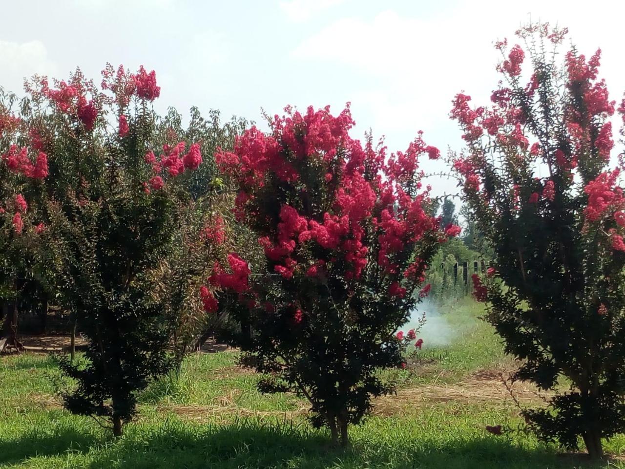 Agriturismo Cascina Aguzza Оледжо Екстериор снимка